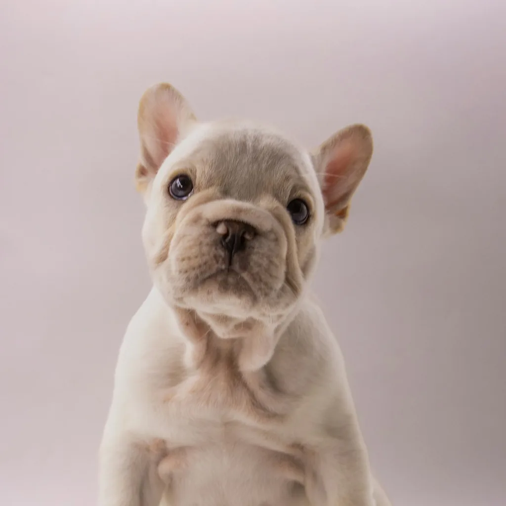 A cream French Bulldog puppy looking at the camera
